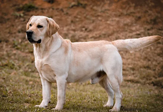 Labrador