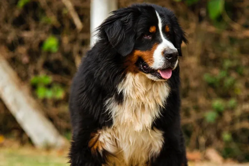 filhote de bernese com pedigree chipados