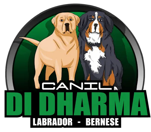 Filhotes De Labrador | Canil Di Dharma | Brasil